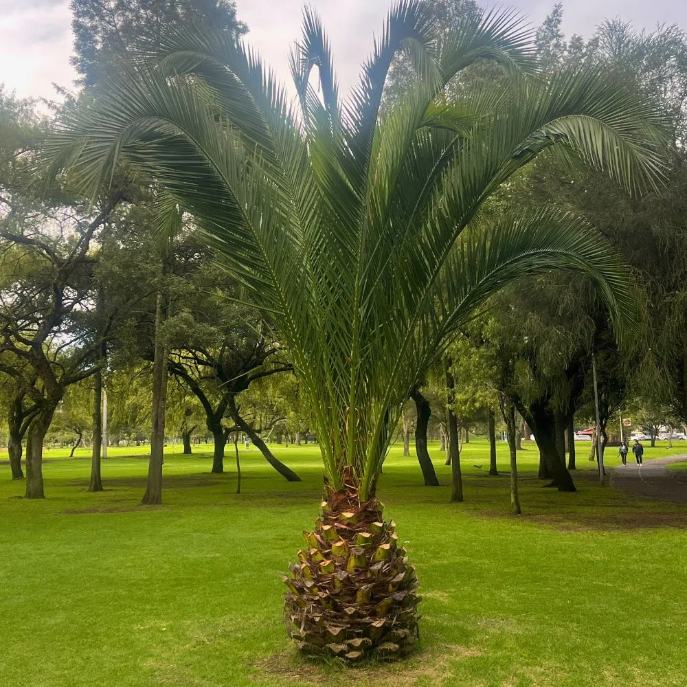 A dwarf palm tree in Parque La Carolina.