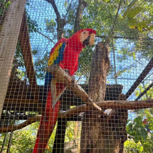A bright red Scarlet Macaw standing on a branch and looking downwards.