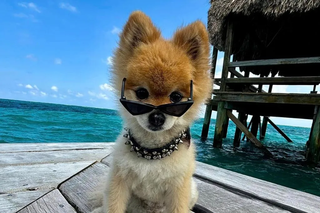 A cute dog in sunglasses on a dock in San Pedro, Belize.